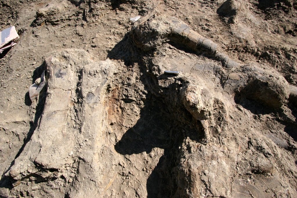 Fossil bone exposed in matrix