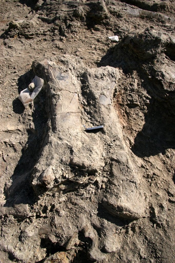 Excavating fossil bone